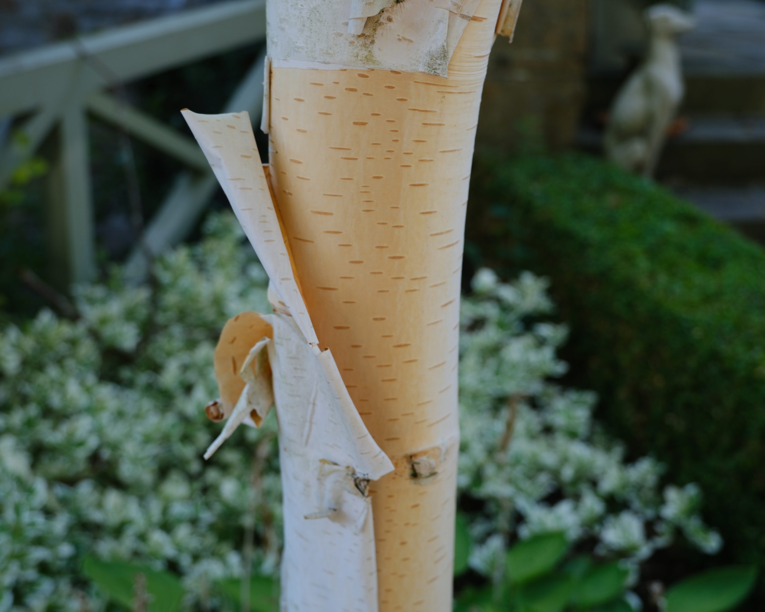 Bark and Time